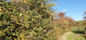 Hedgerow in autumn
