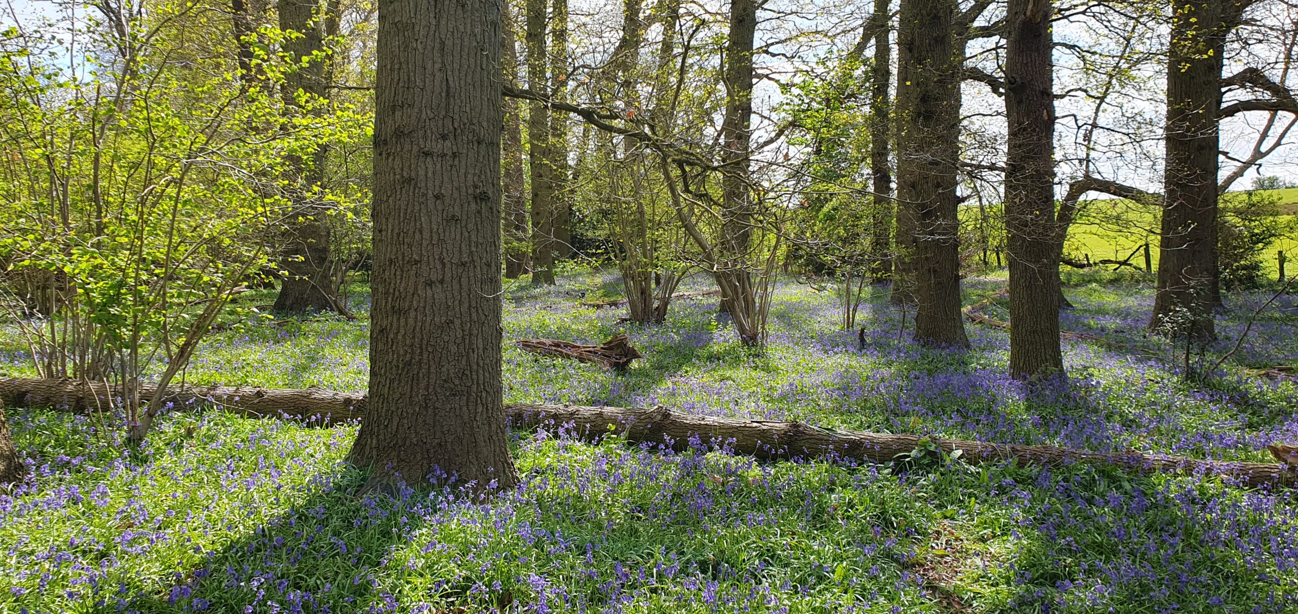 Bluebells in a woodland