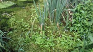 Pond with plants at Stotfold Mill