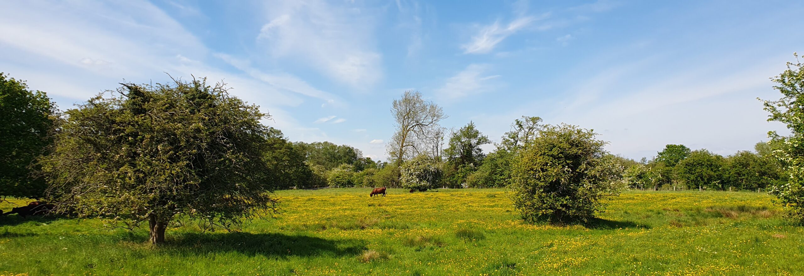 View of a meadow of buttercups and cows