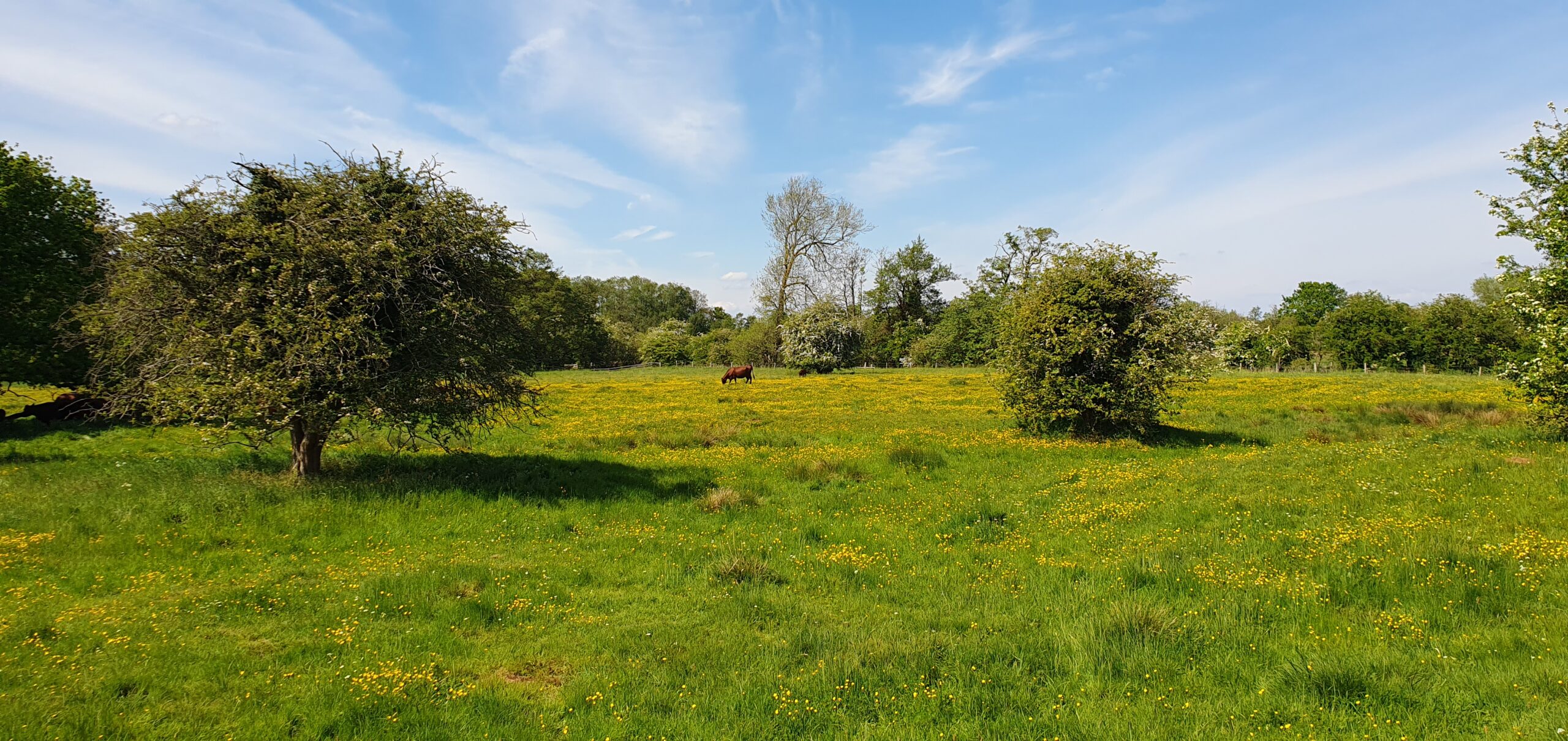 View of a meadow of buttercups and cows