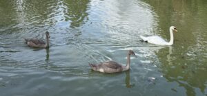 Adult swan and two signets on Great River Ouse