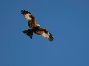 Skyward view of a gliding Red Kite