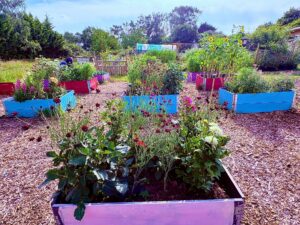 Flowering plants in raised beds at Bloomin Well Clophill