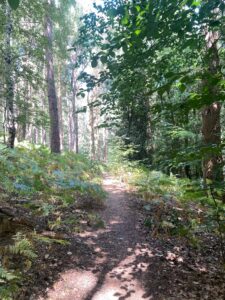 Woodland walk