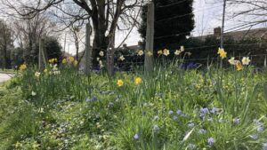 Spring bulbs in flower 